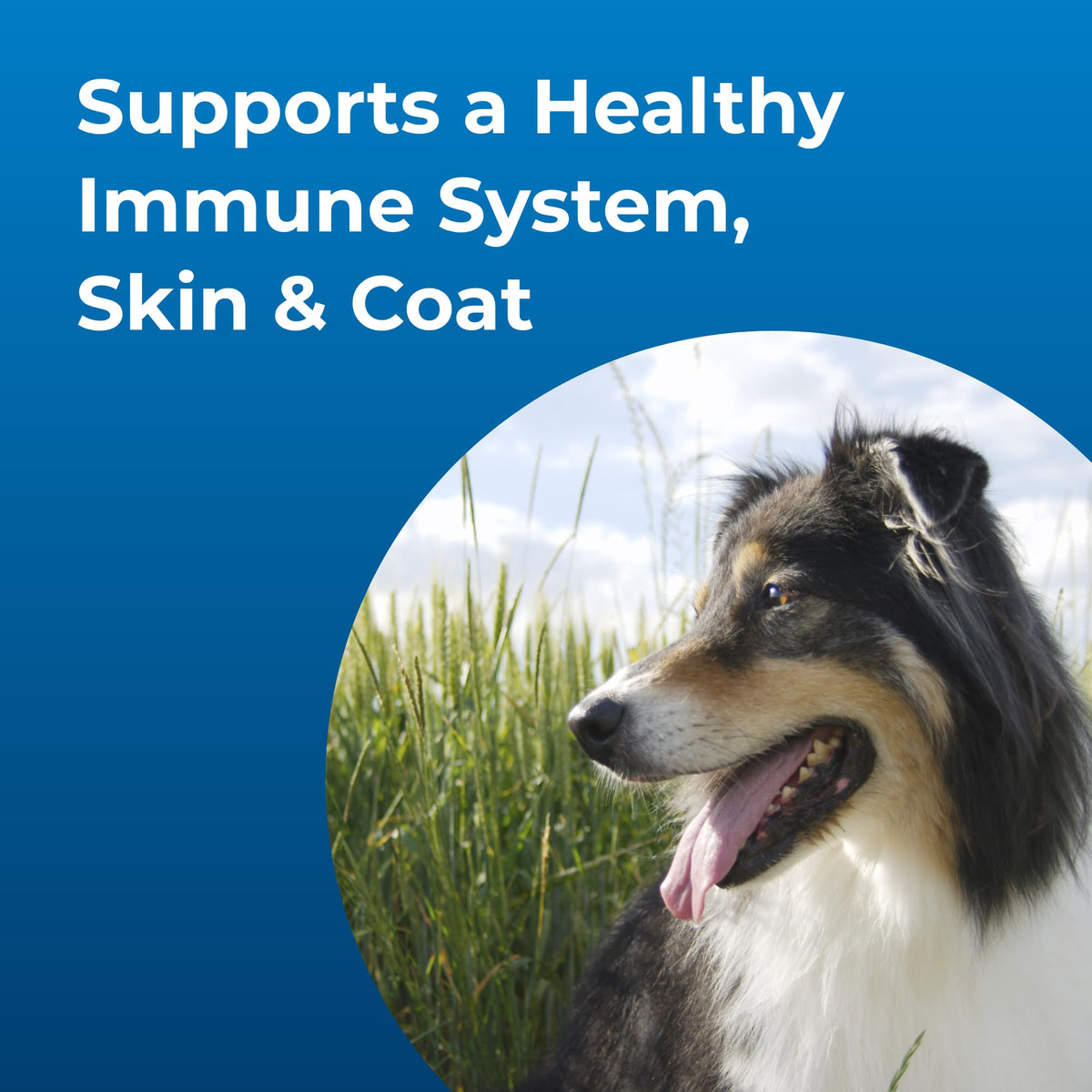 High Calorie Liquid Nutritional Supplement for Dogs & Puppies 16 oz K97262