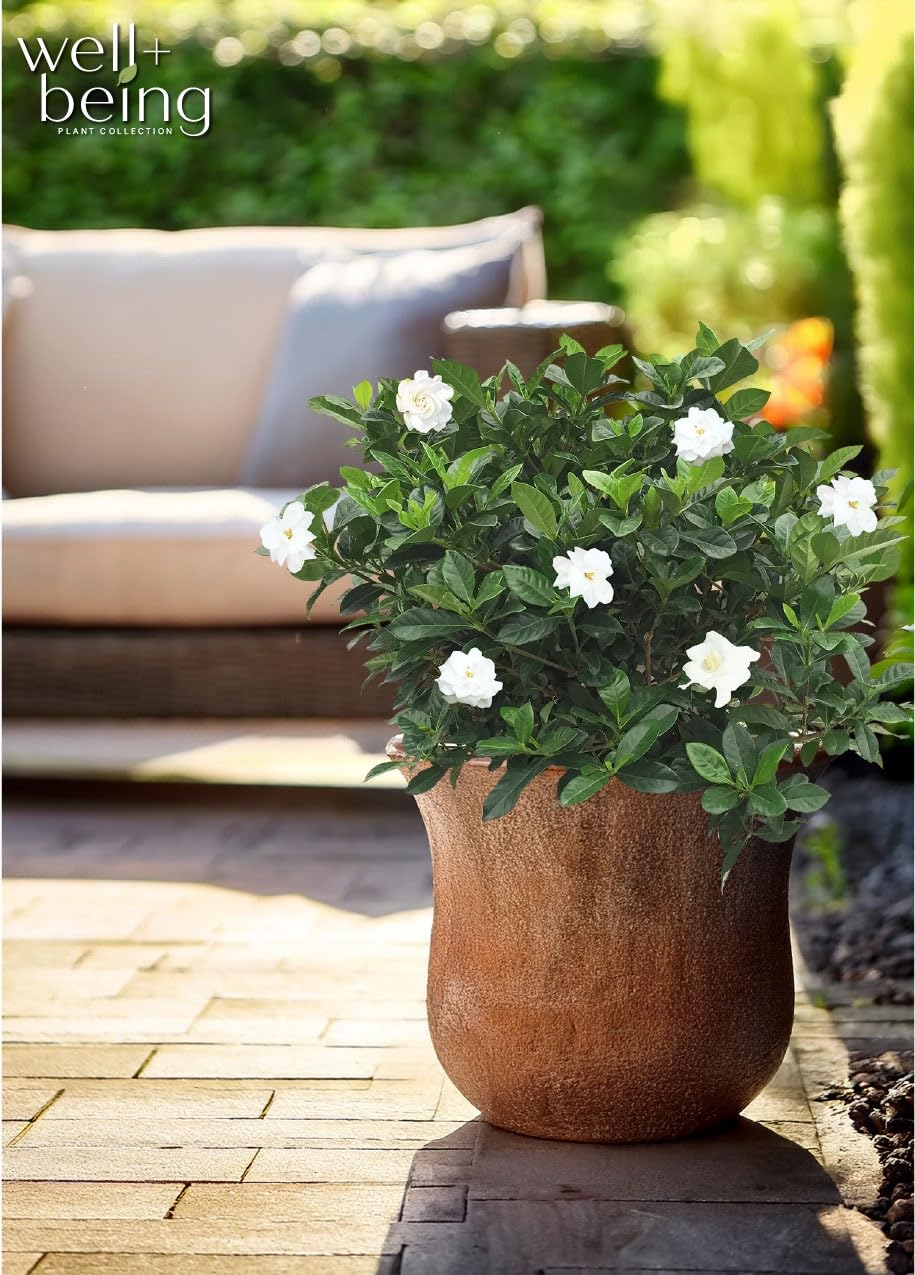 Gardenia Veitchii Live Shrub 25-30in Tall Y330219