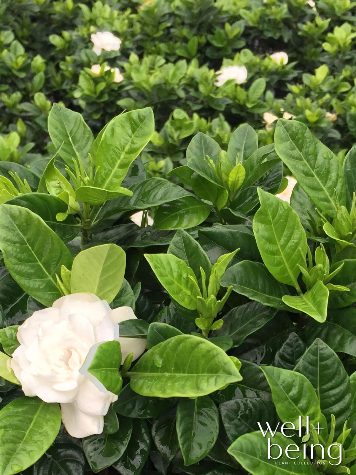 Gardenia Veitchii Live Shrub 25-30in Tall Y330219