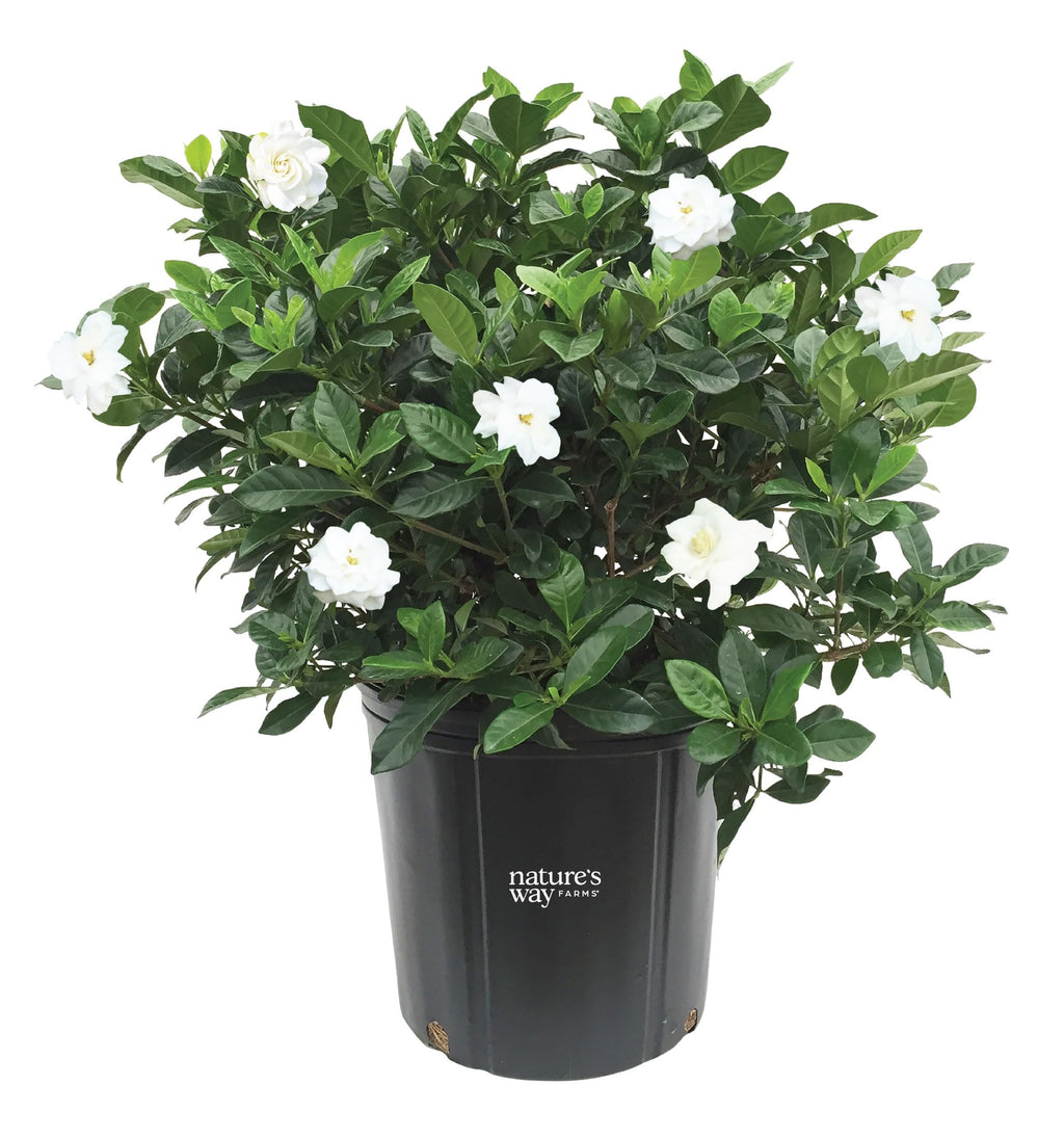 Gardenia Veitchii Live Shrub 25-30in Tall Y330219