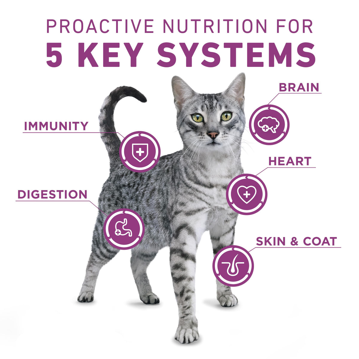 Dry Cat Food 22 lb. Bag M29928